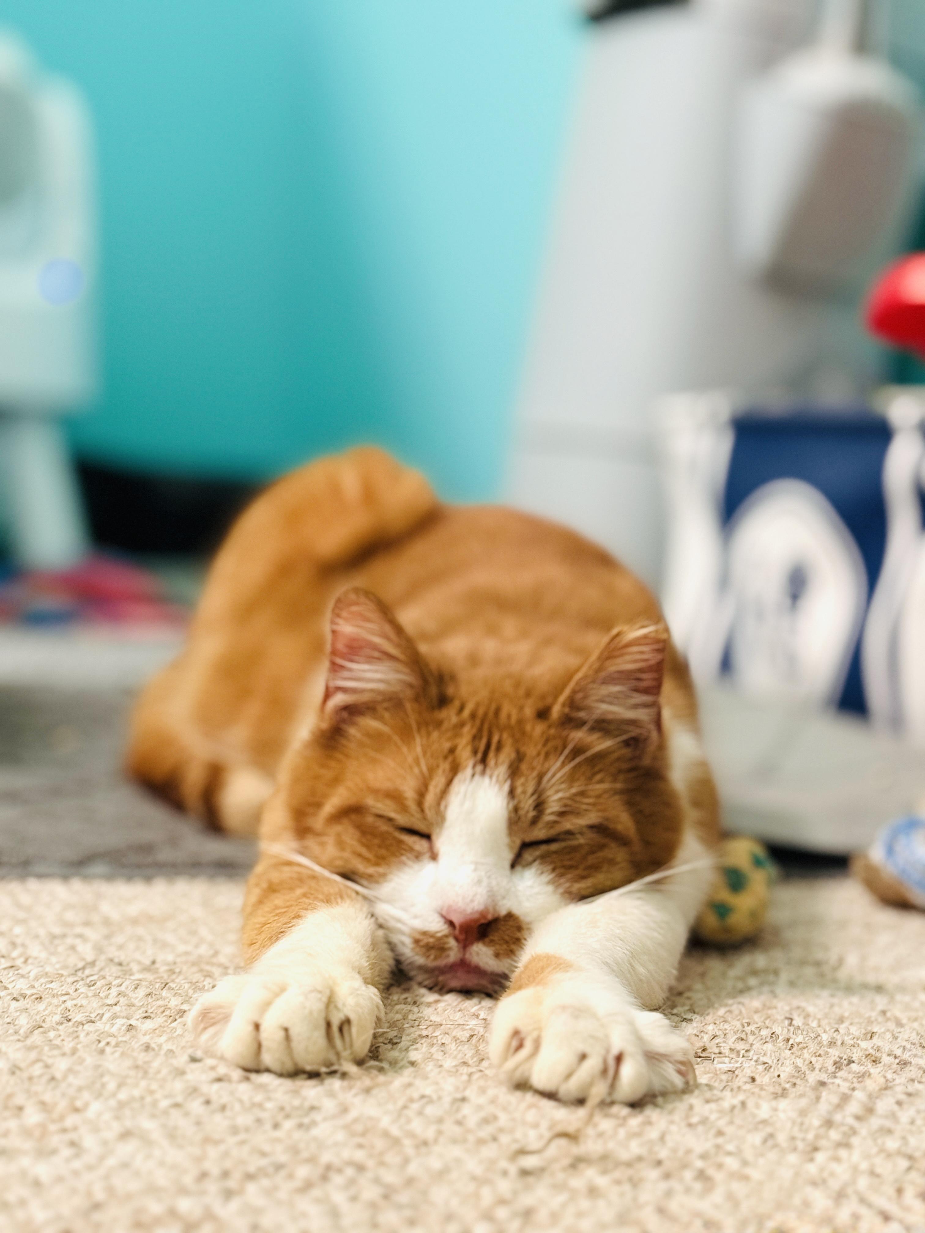 Fennec, adopted, Senior Male Domestic Short Hair & Tabby.