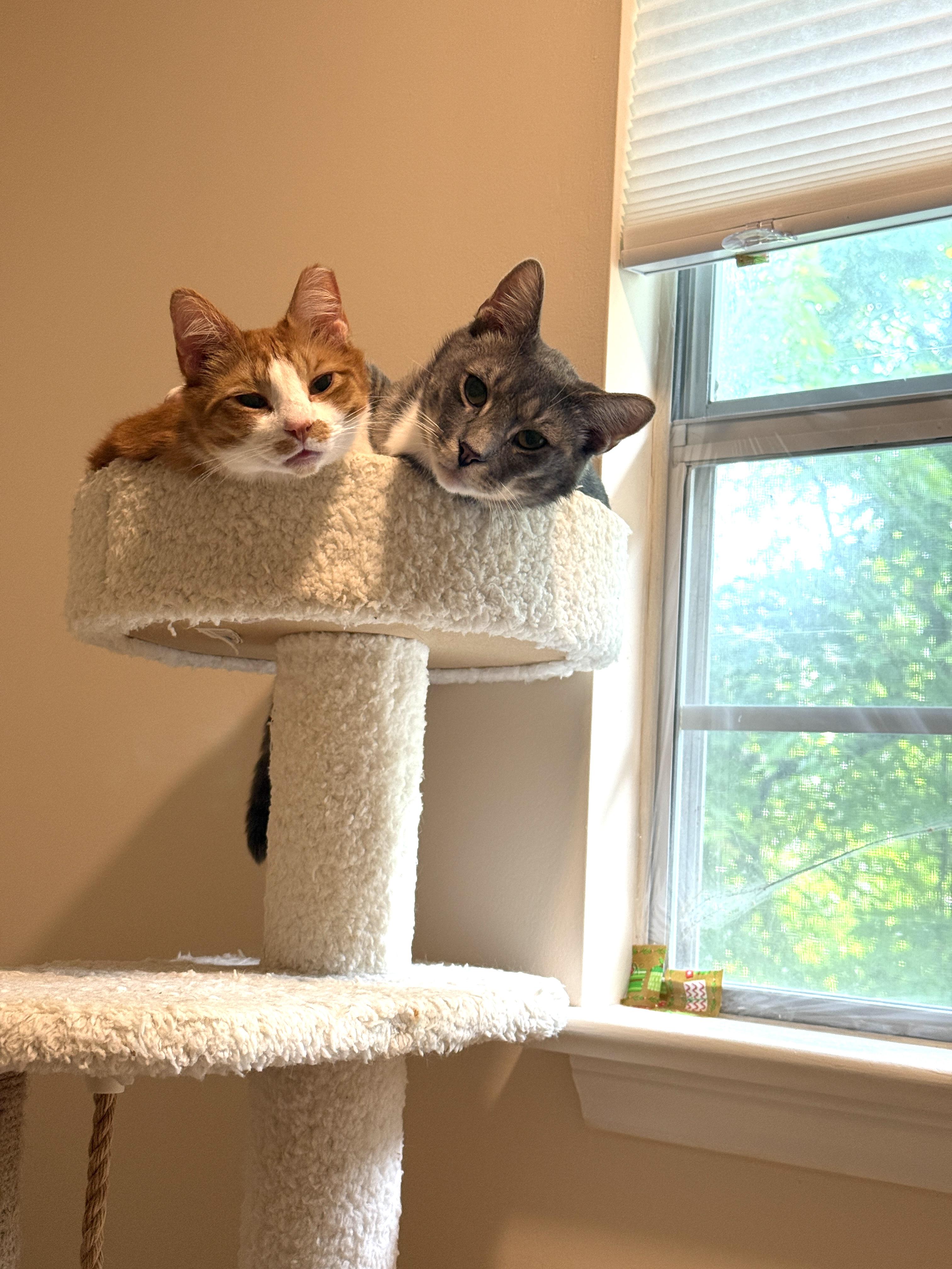 Enlarge Fennec & Swan, an adoptable mixed breed in Mooresville, NC image 2/6