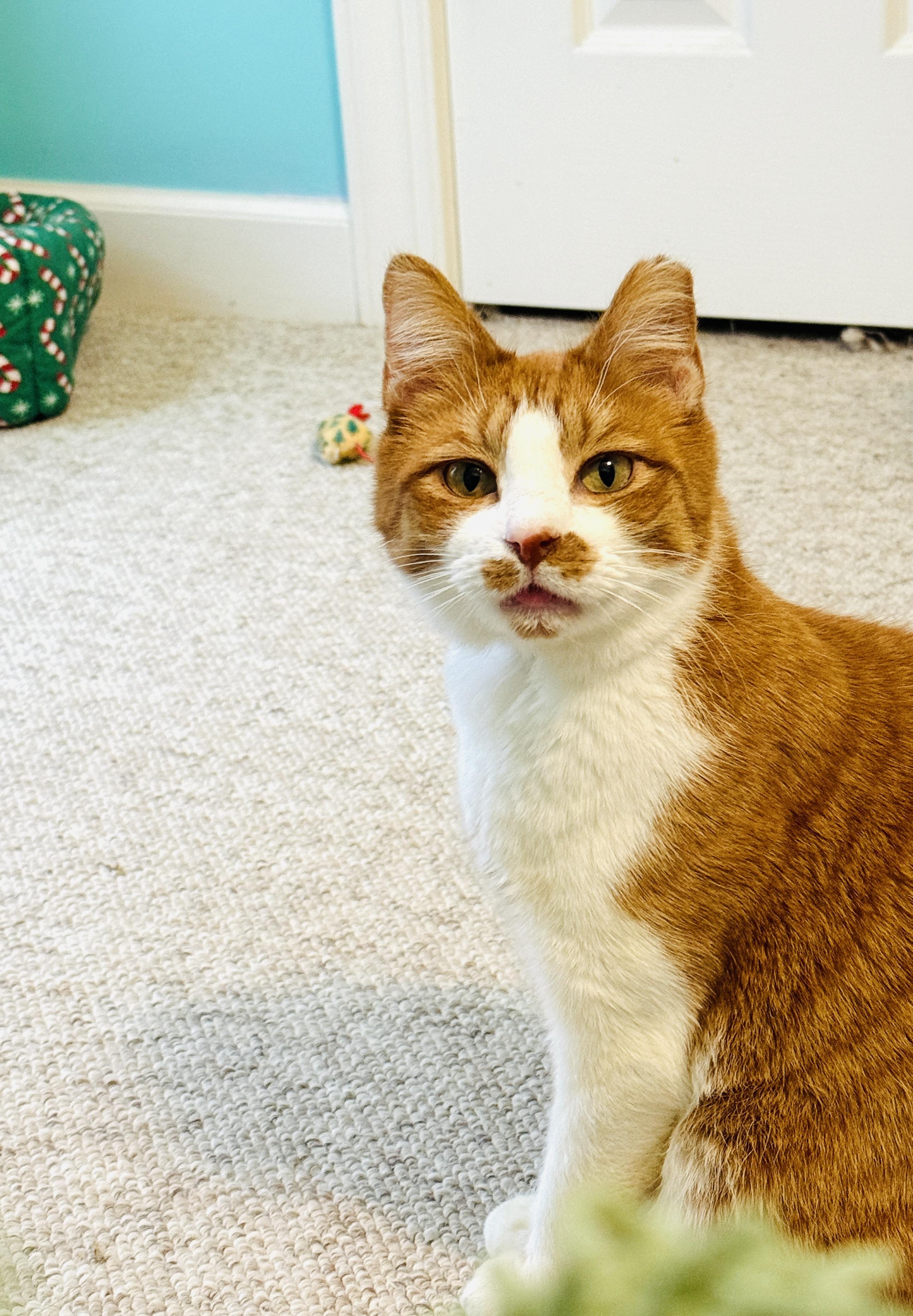 Enlarge Fennec, an adopted mixed breed in Mooresville, NC image 6/6