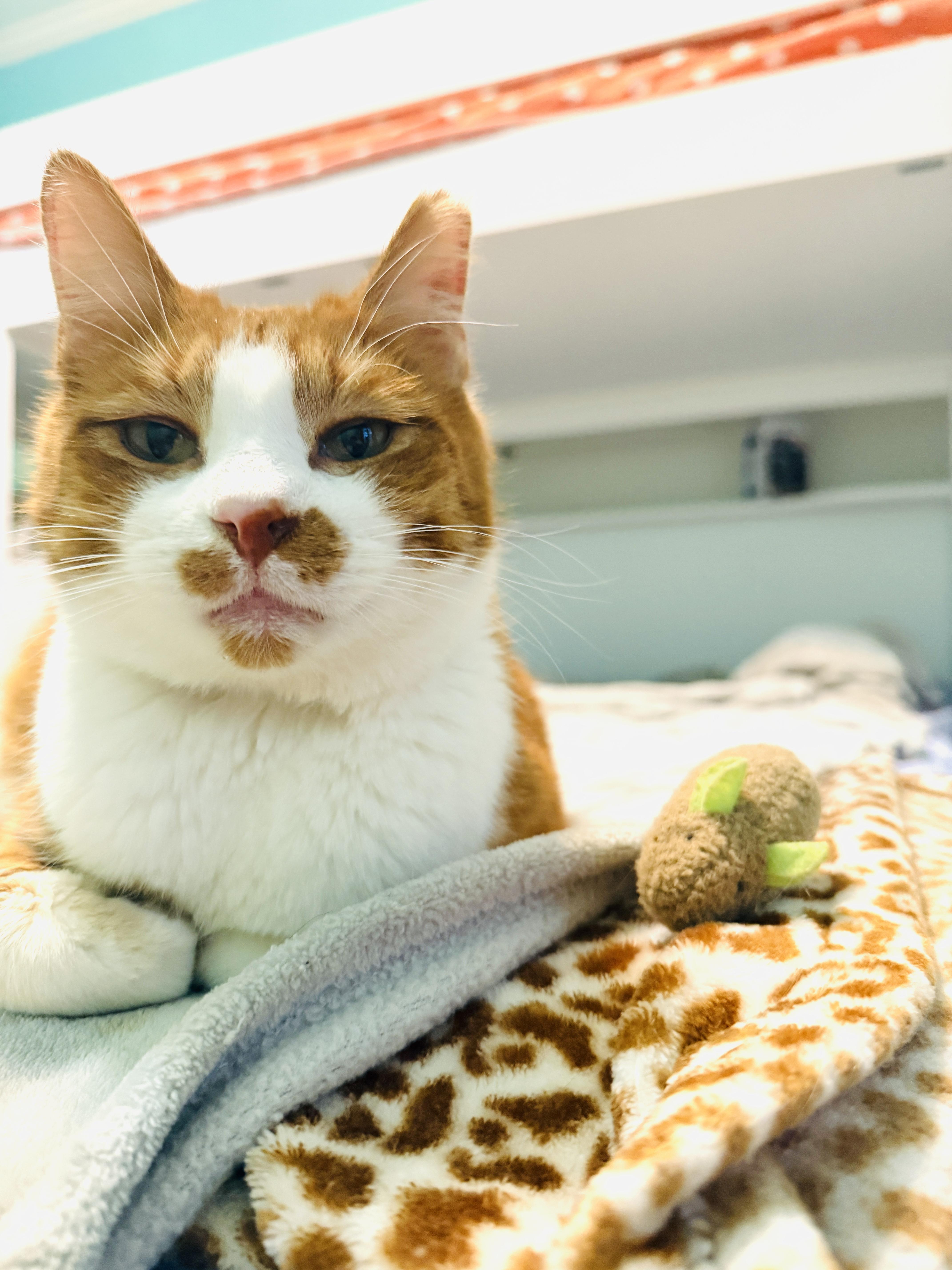 Enlarge Fennec, an adopted mixed breed in Mooresville, NC image 5/6