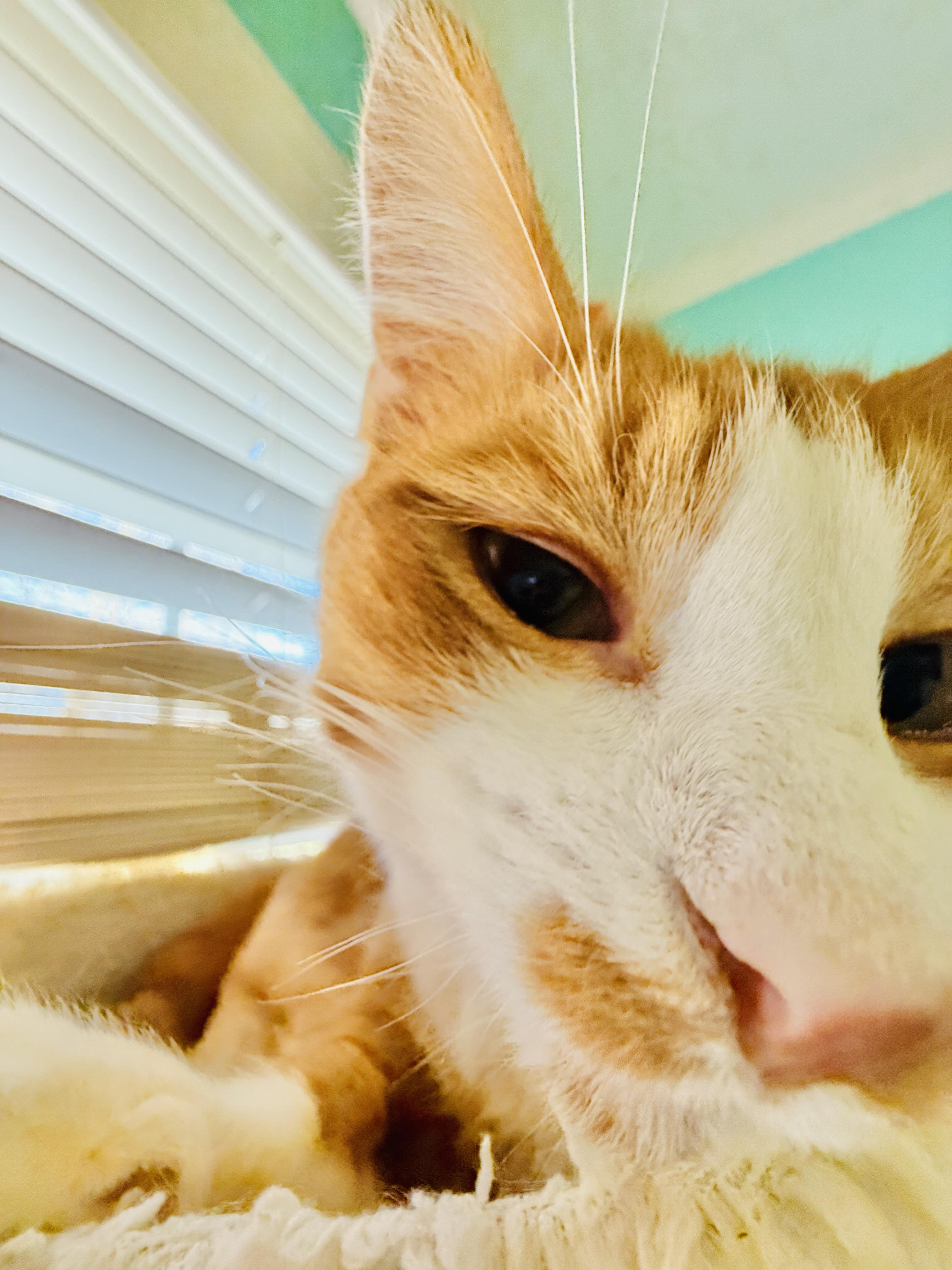 Enlarge Fennec, an adopted mixed breed in Mooresville, NC image 3/6