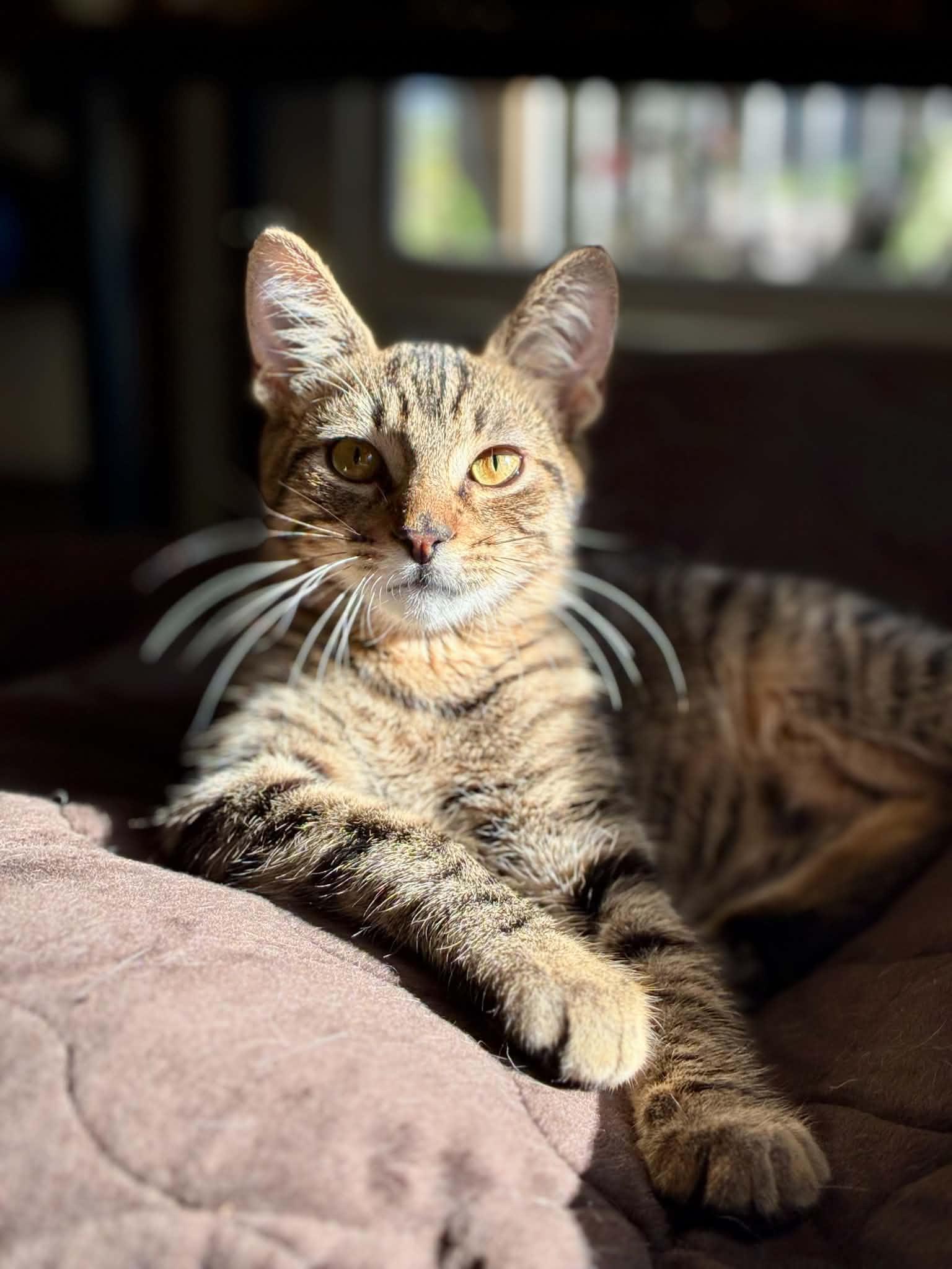 Enlarge Sparrow, a Adoptable Tabby in Newburgh, NY image 2/6
