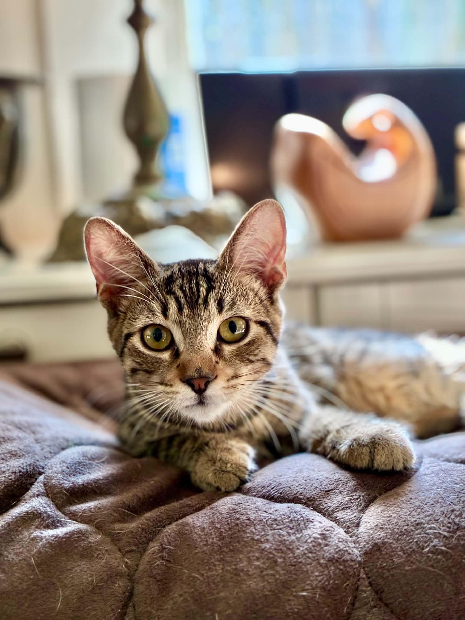 Sparrow, Adoptable, Kitten Female Tabby.