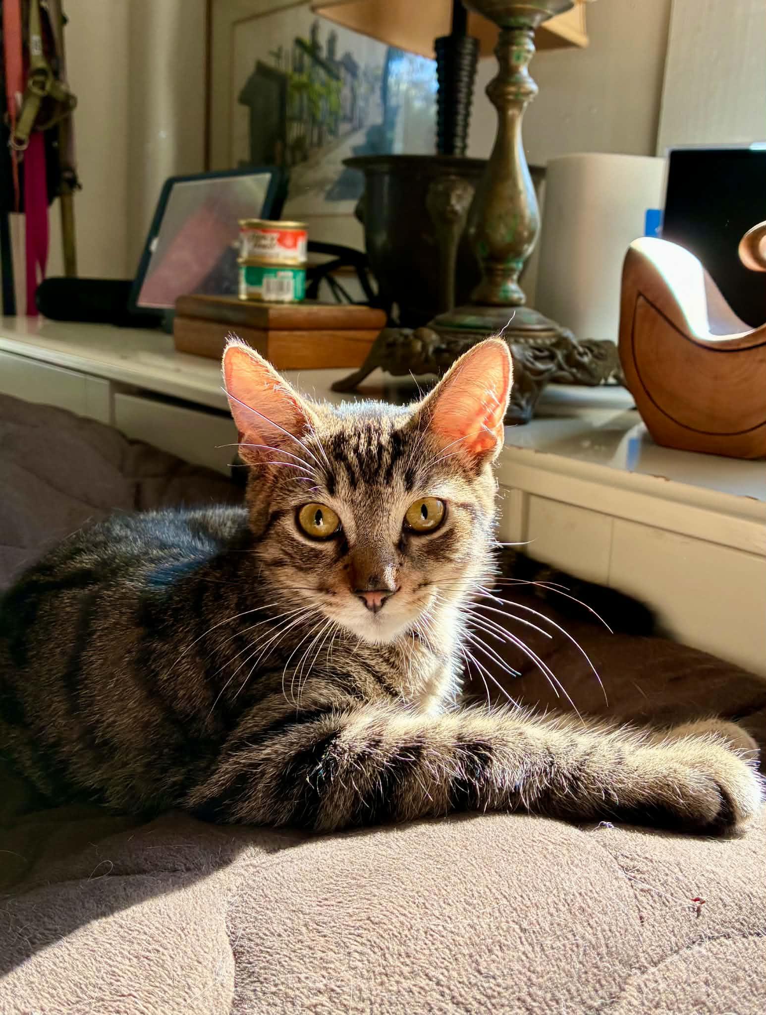 Enlarge Sparrow, a Adoptable Tabby in Newburgh, NY image 5/6