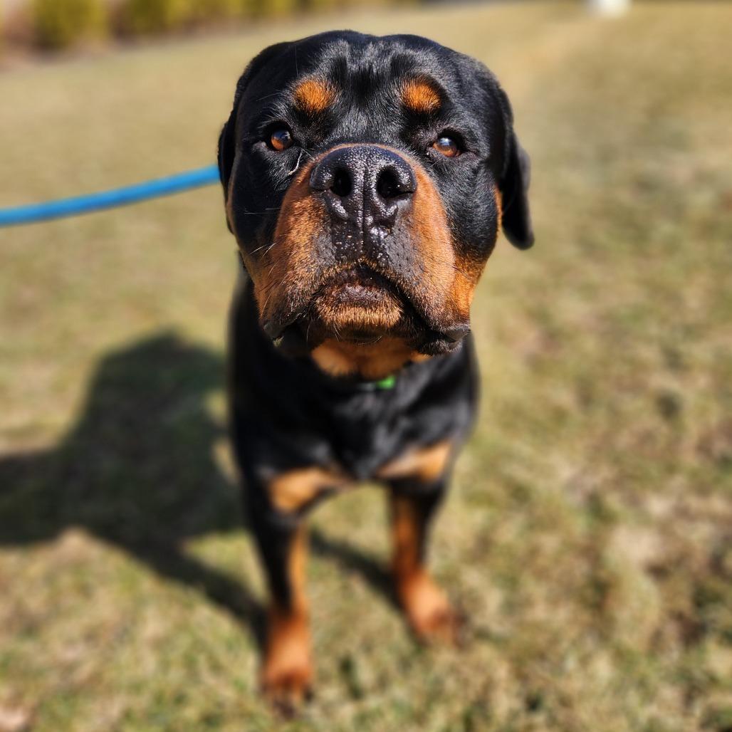Enlarge Boosie, a Adoptable Rottweiler in Fort Wayne, IN image 1/2