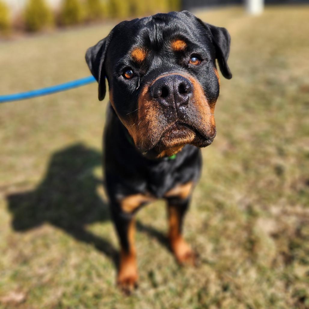 Enlarge Boosie, a Adoptable Rottweiler in Fort Wayne, IN image 2/2