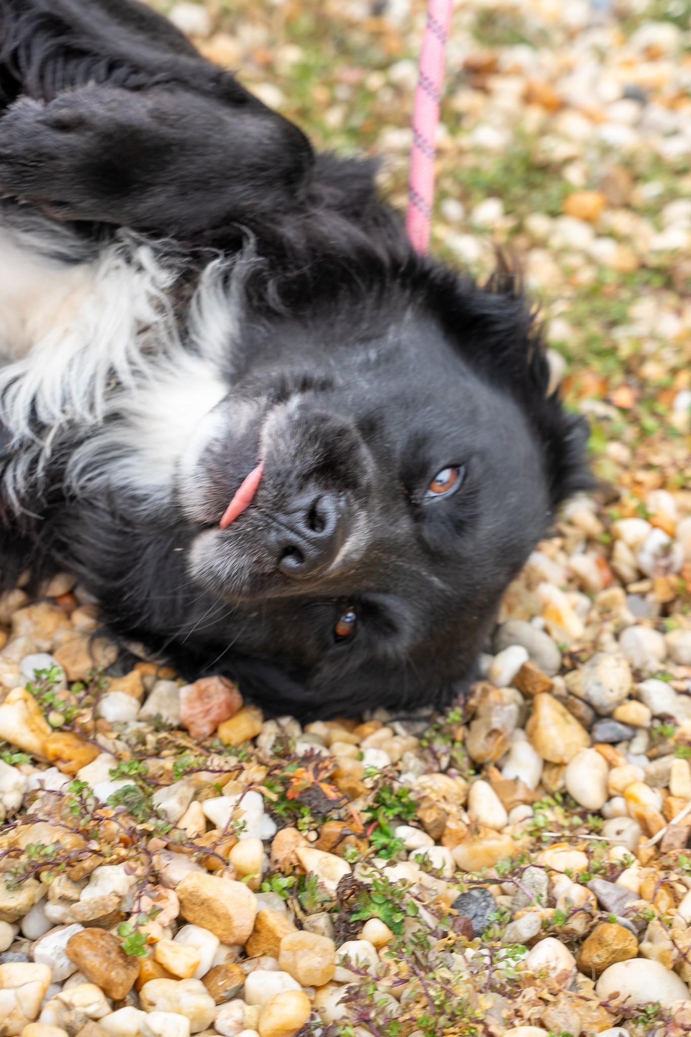 Enlarge Bane, a Adoptable Australian Shepherd in King George, VA image 3/3