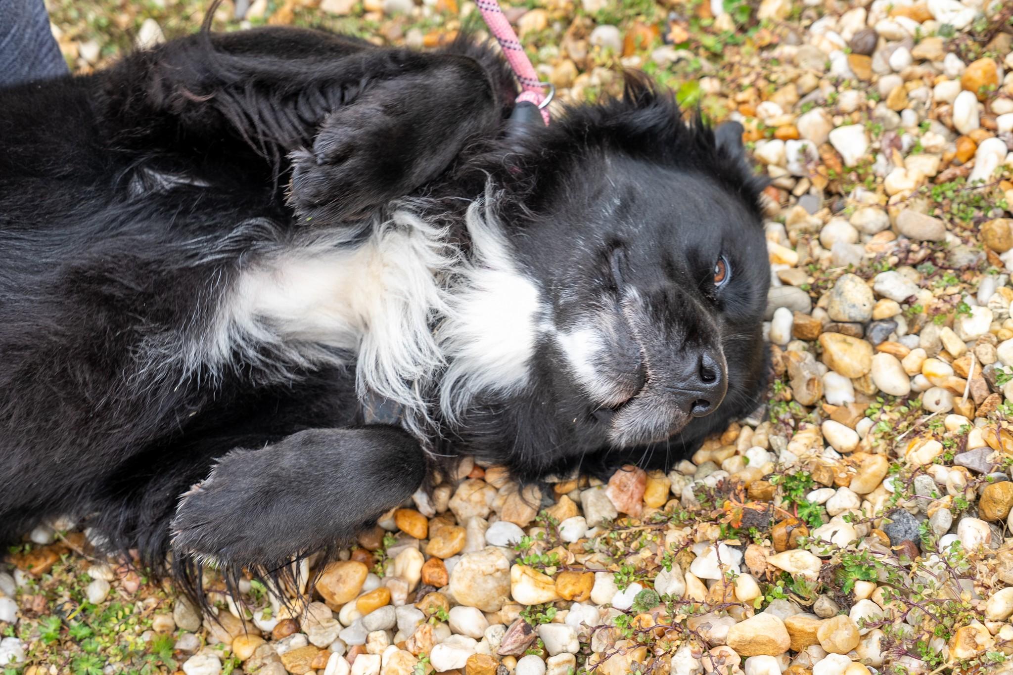 Enlarge Bane, a Adoptable Australian Shepherd in King George, VA image 2/3