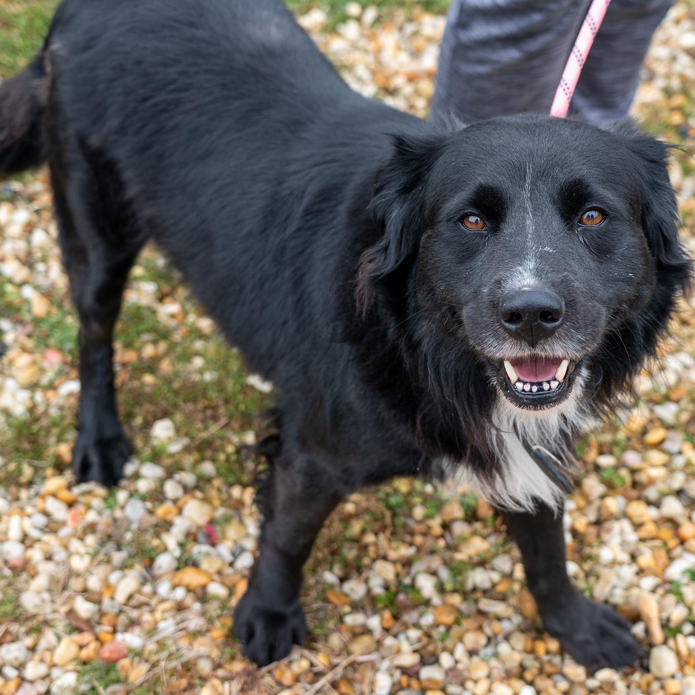 Enlarge Bane, a Adoptable Australian Shepherd in King George, VA image 1/3