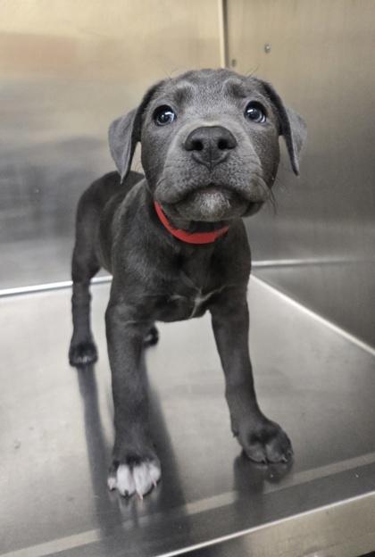 Charger, Adoptable, Puppy Female Pit Bull Terrier & Mixed Breed.