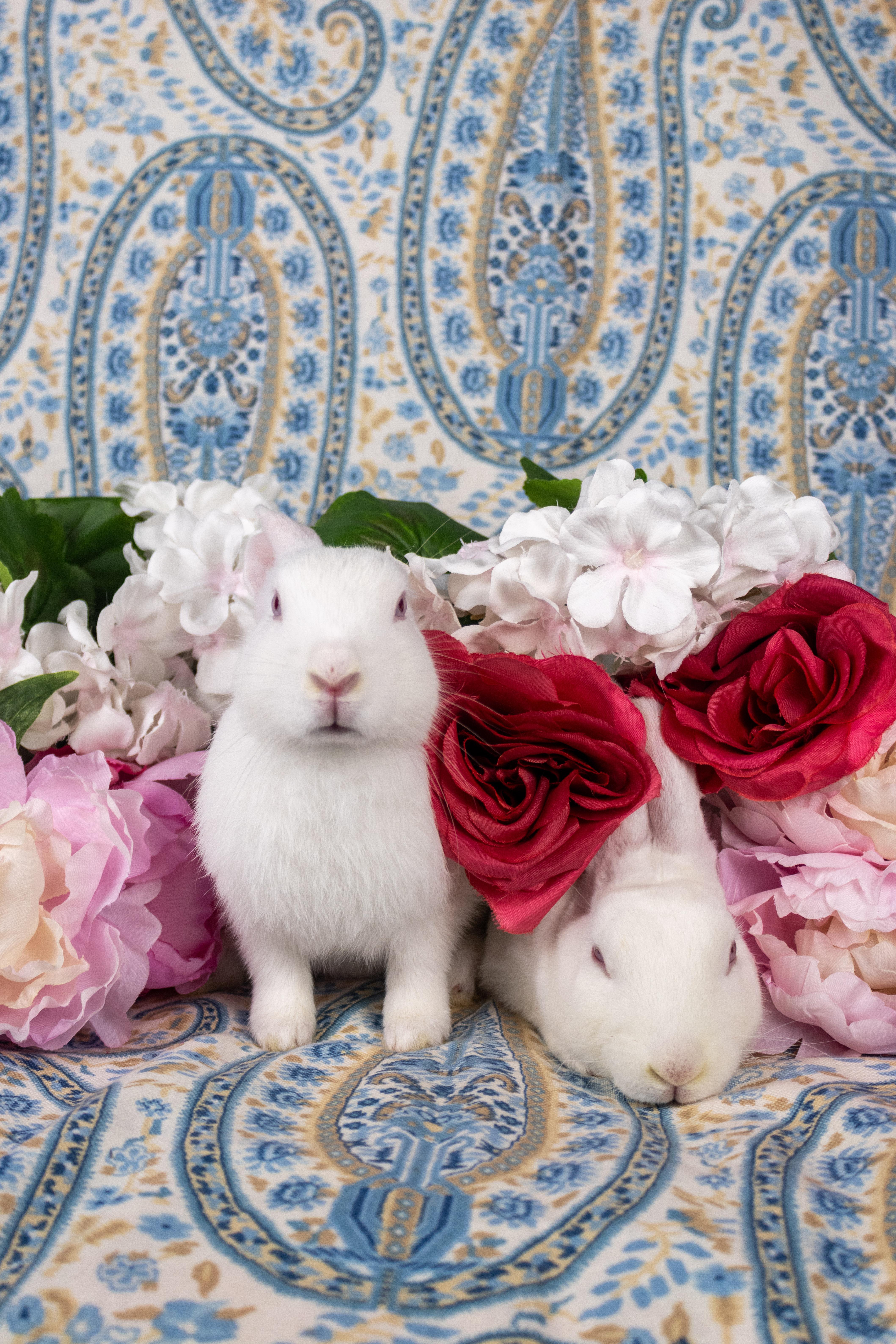 Kermit, Adoptable, Baby Female Florida White.