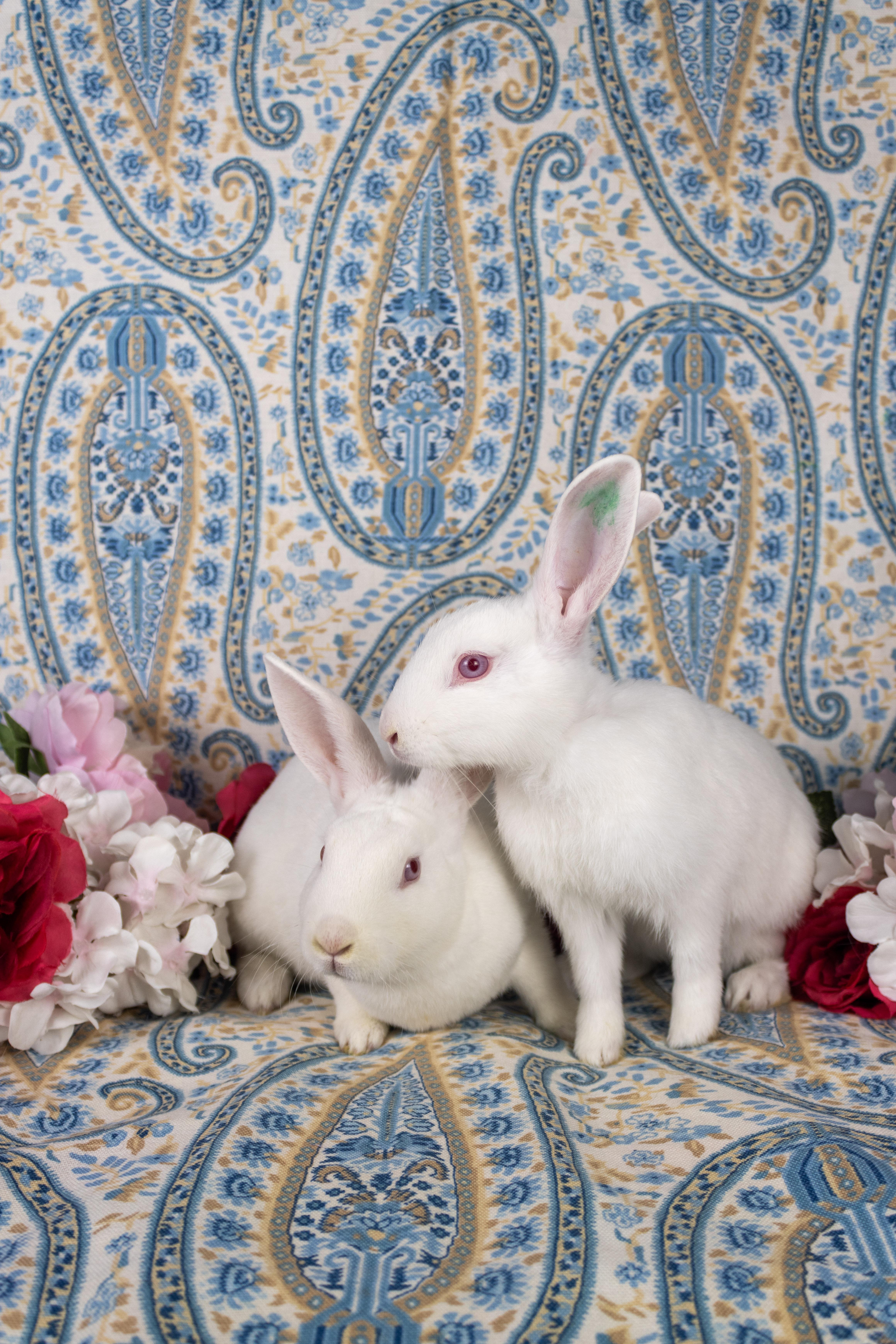 Kermit, a Adoptable Florida White in Ellington, CT image 2/6