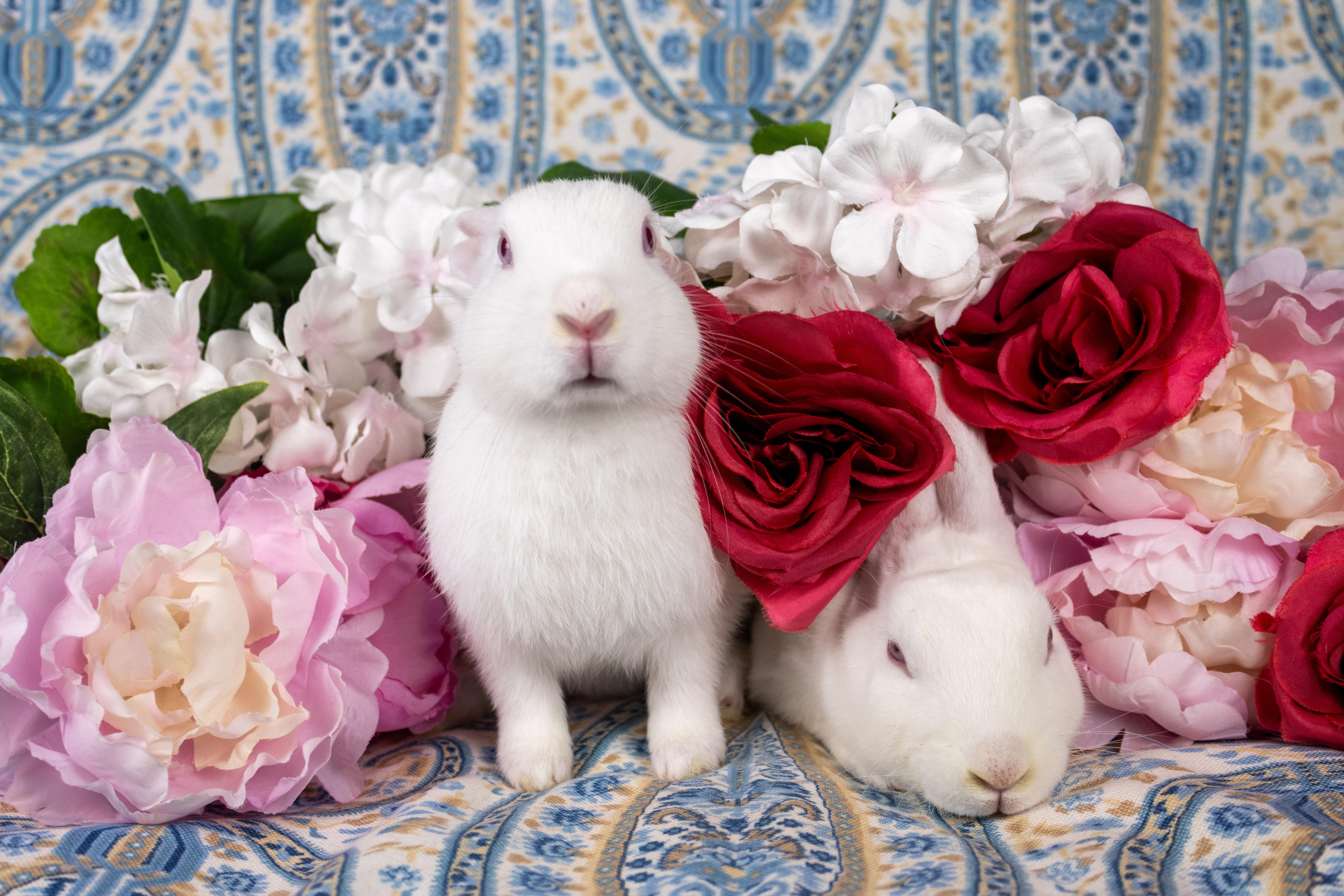 Kermit, a Adoptable Florida White in Ellington, CT image 3/6