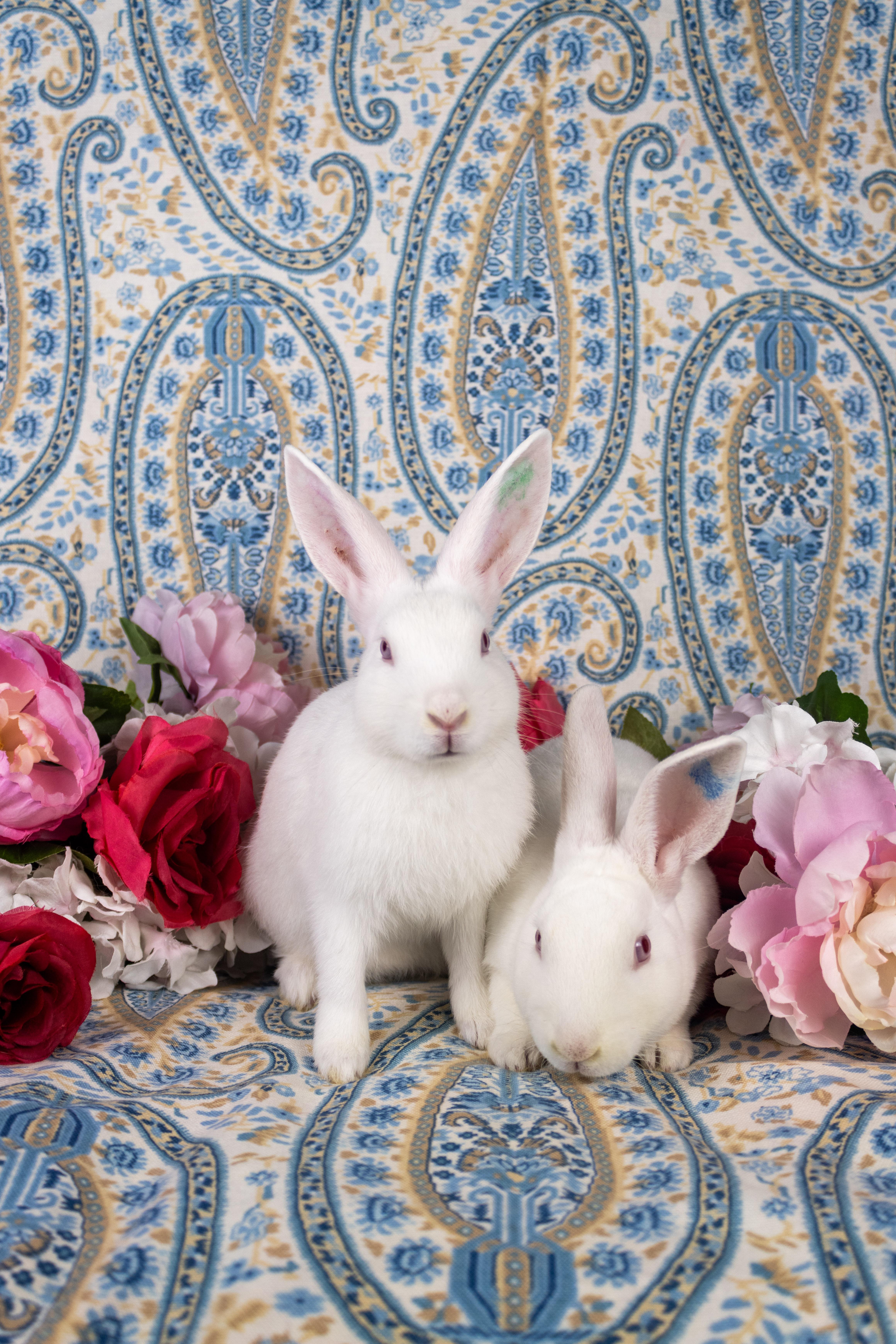 Kermit, a Adoptable Florida White in Ellington, CT image 4/6