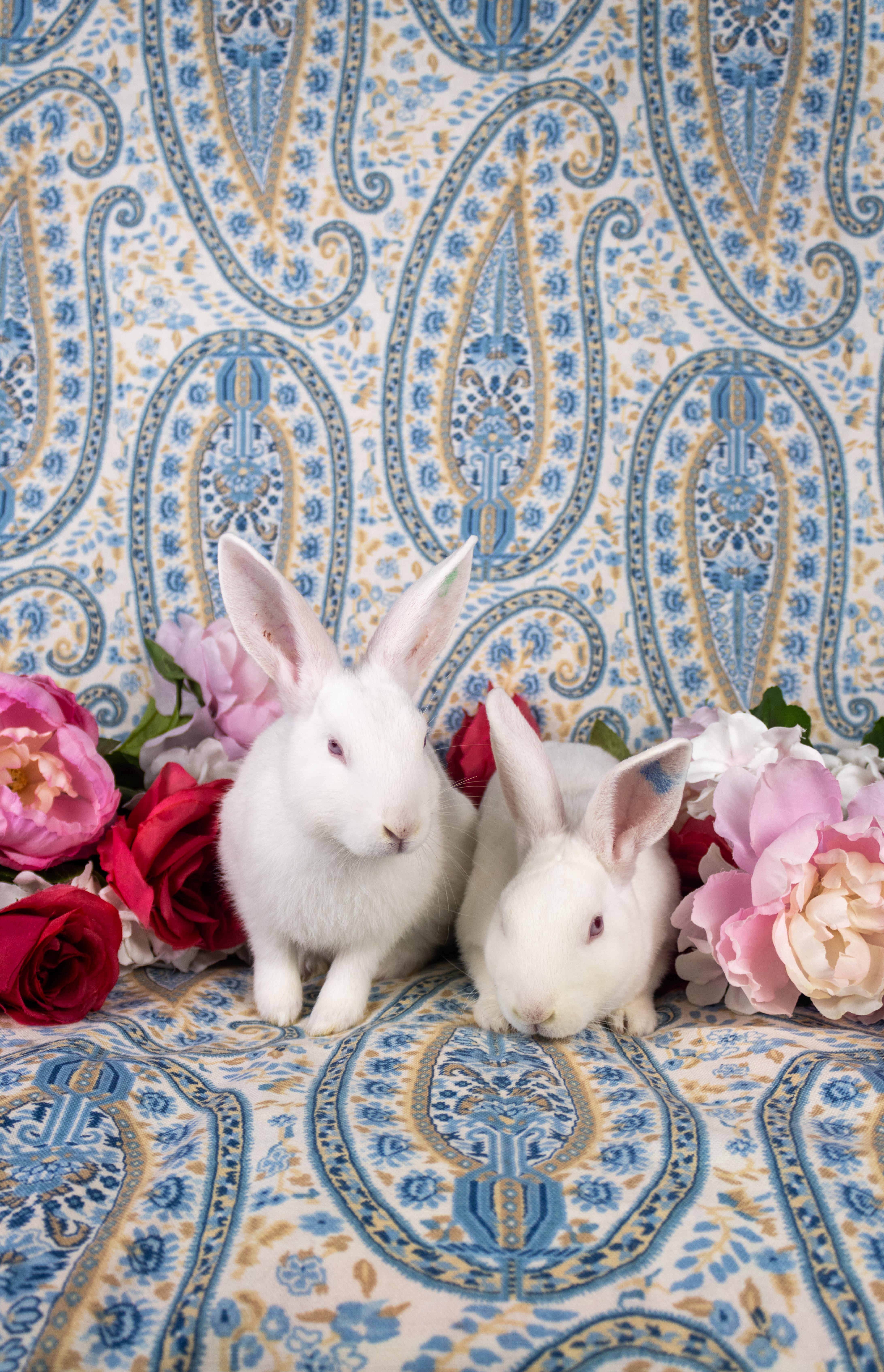 Kermit, a Adoptable Florida White in Ellington, CT image 5/6