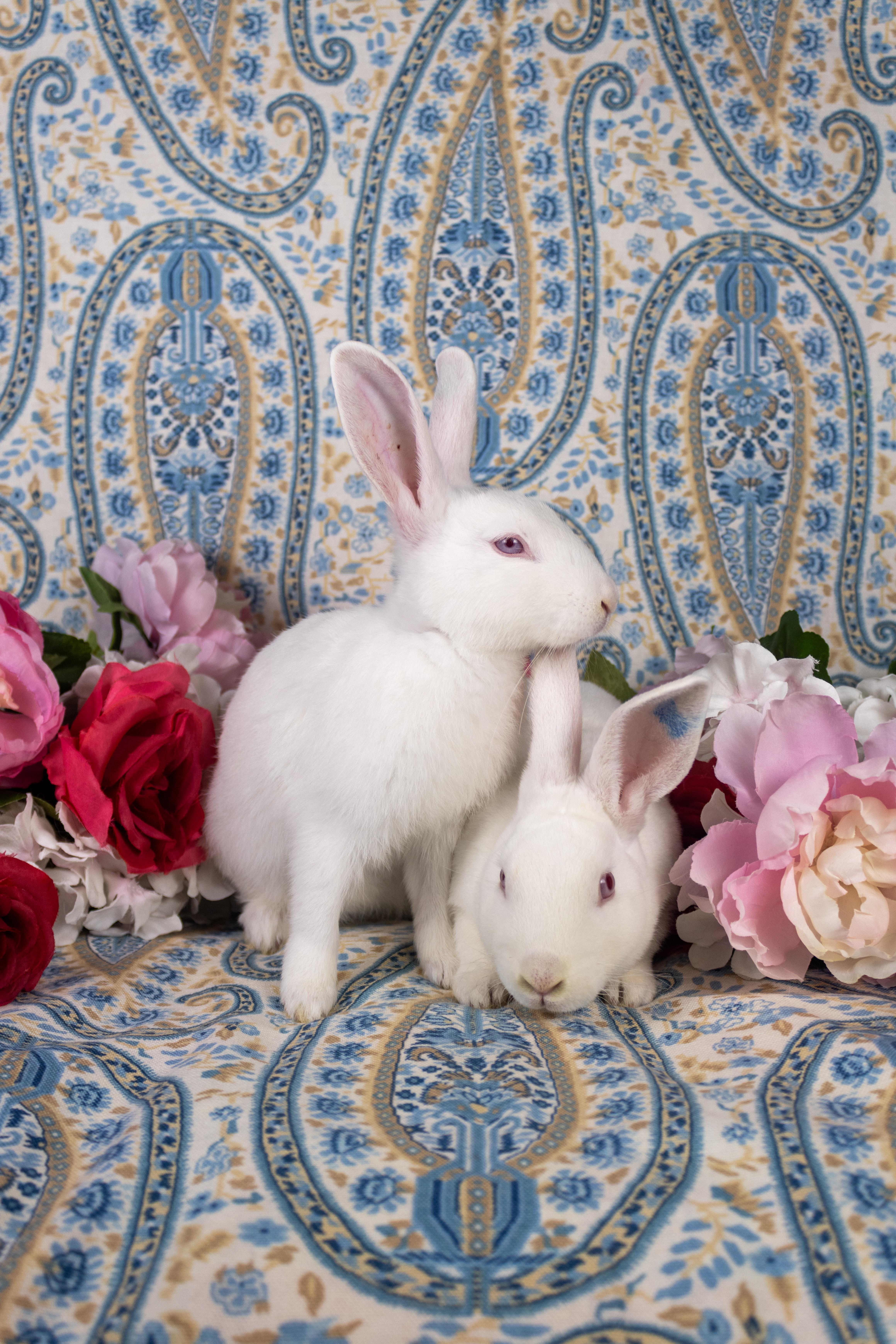 Kermit, a Adoptable Florida White in Ellington, CT image 6/6