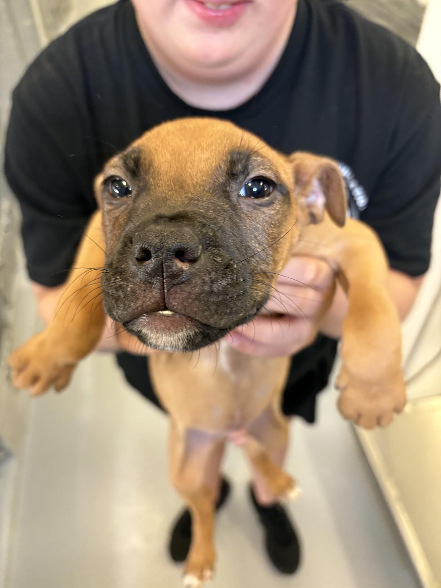 Kona, ADOPTABLE, Puppy Male Pit Bull Terrier.
