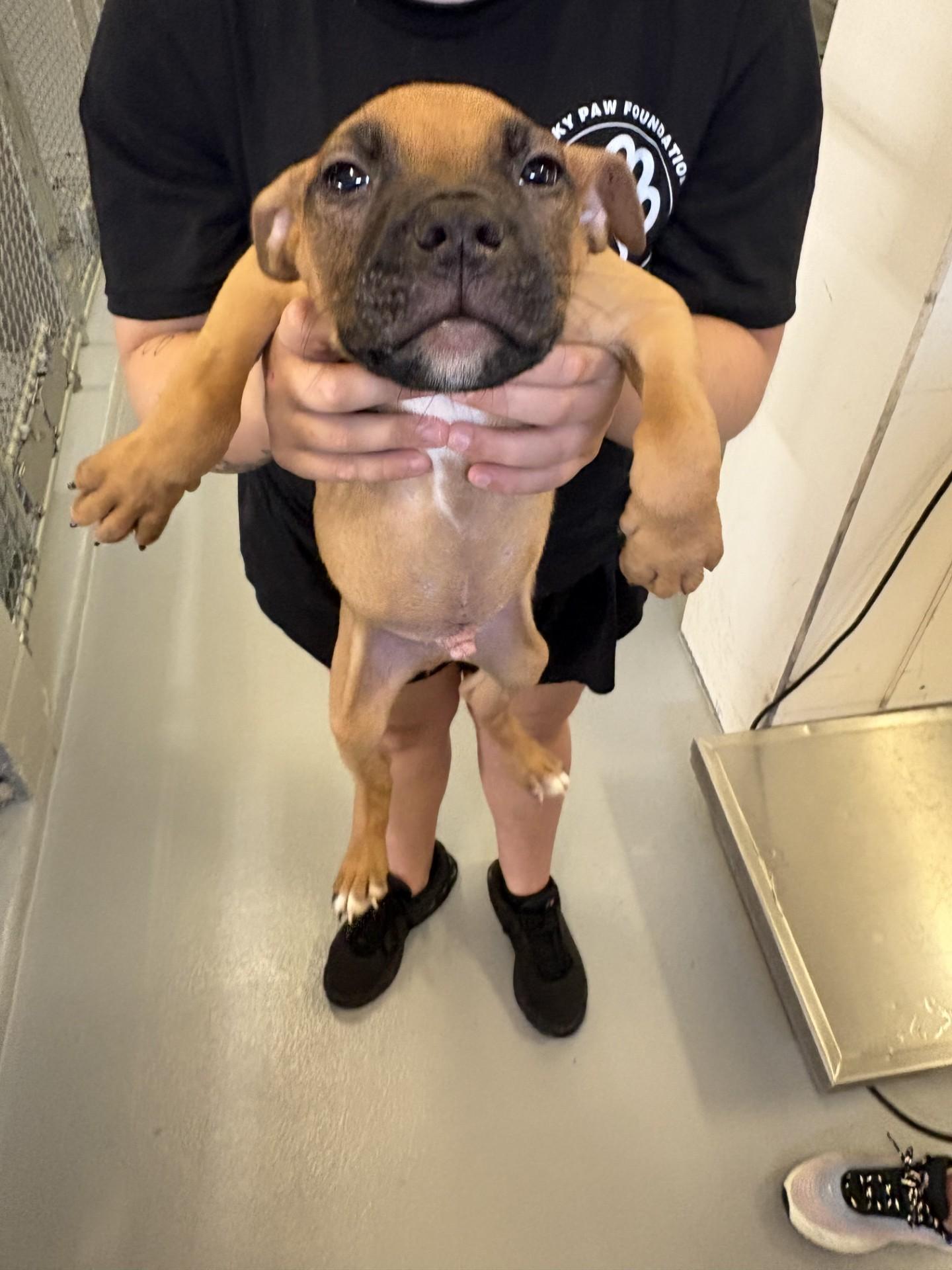 Kona, a ADOPTABLE mixed breed in Ashland, VA image 2/2