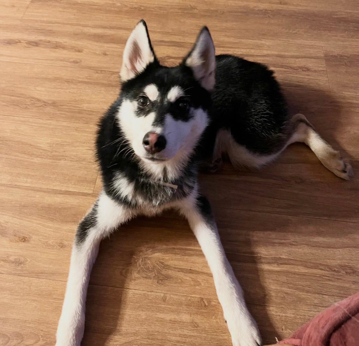 Enlarge Bandit, a Adoptable mixed breed in Rossford, OH image 2/6