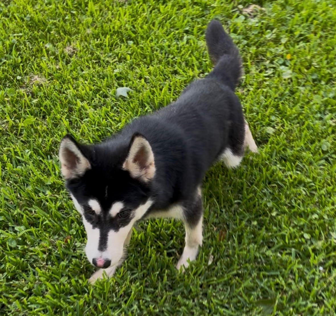 Enlarge Bandit, a Adoptable mixed breed in Rossford, OH image 5/6