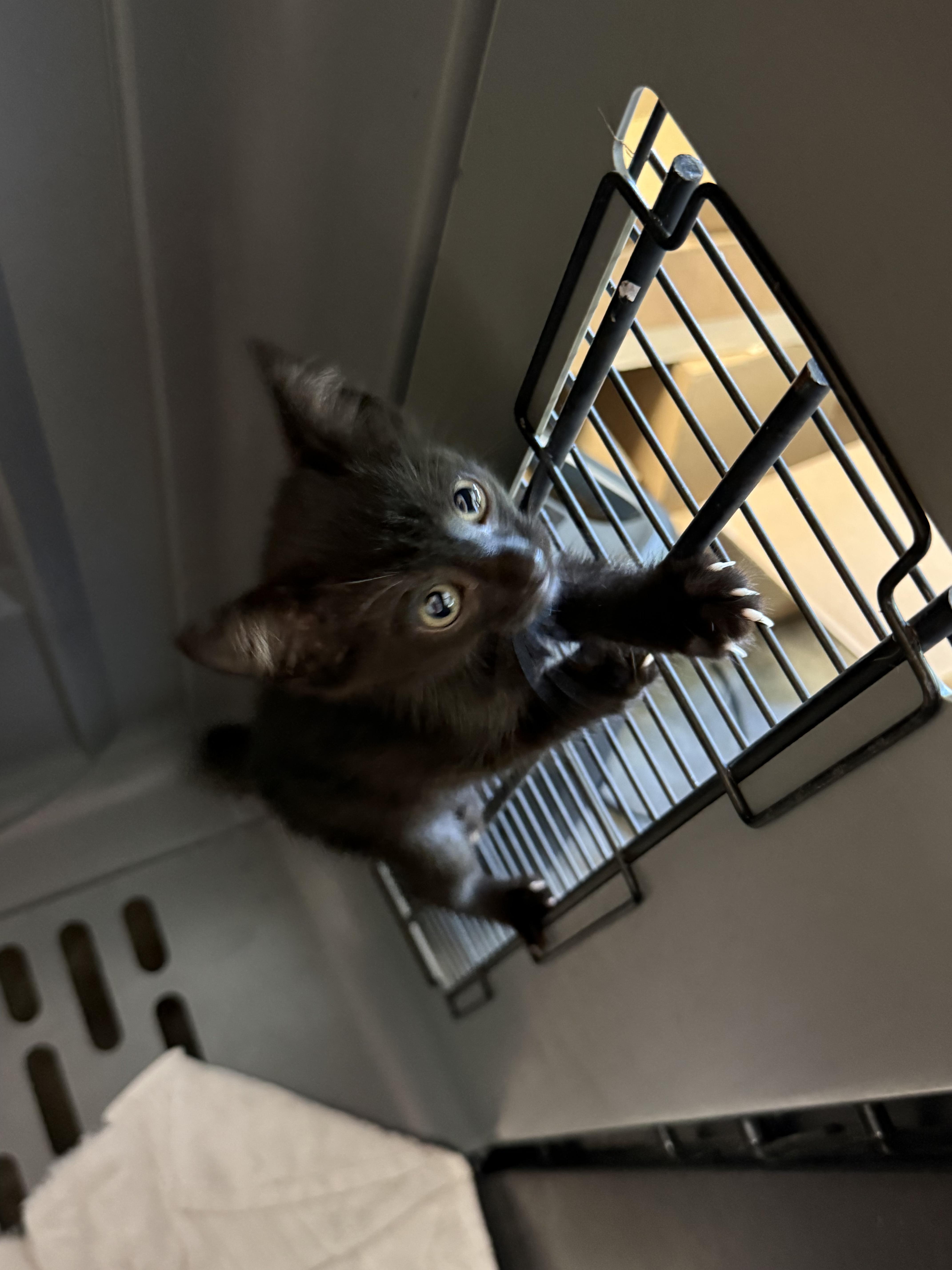 Enlarge Bandit, a Adoptable mixed breed in Rossford, OH image 6/6