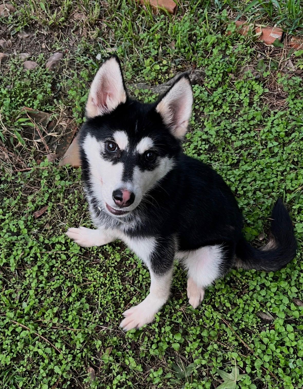 Enlarge Bandit, a Adoptable mixed breed in Rossford, OH image 1/6