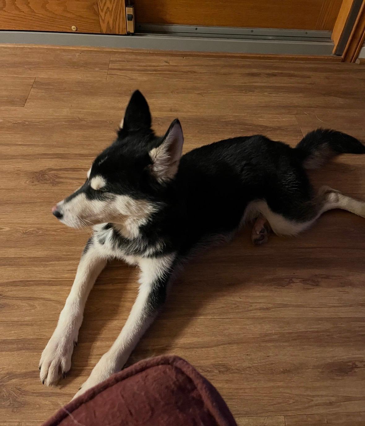 Enlarge Bandit, a Adoptable mixed breed in Rossford, OH image 4/6