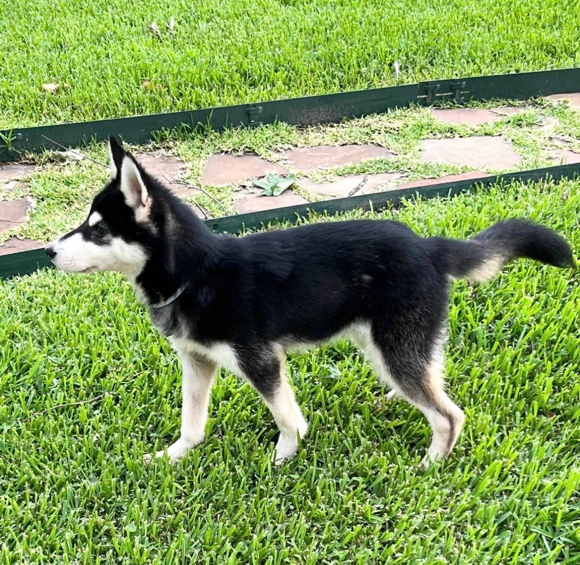 Enlarge Bandit, a Adoptable mixed breed in Rossford, OH image 3/6