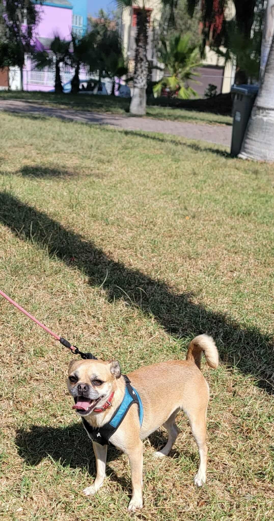 Enlarge Daisy #2, a Adoptable mixed breed in Puyallup, WA image 2/6