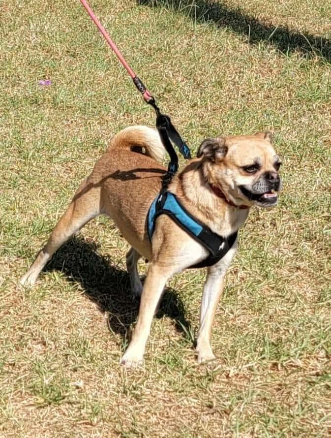 Enlarge Daisy #2, a Adoptable mixed breed in Puyallup, WA image 5/6