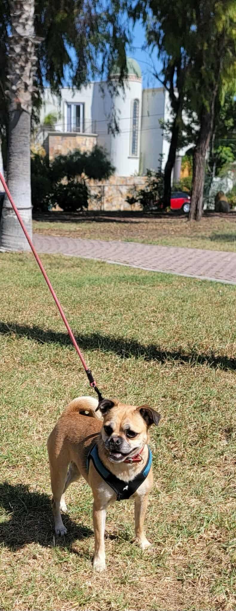 Enlarge Daisy #2, a Adoptable mixed breed in Puyallup, WA image 6/6