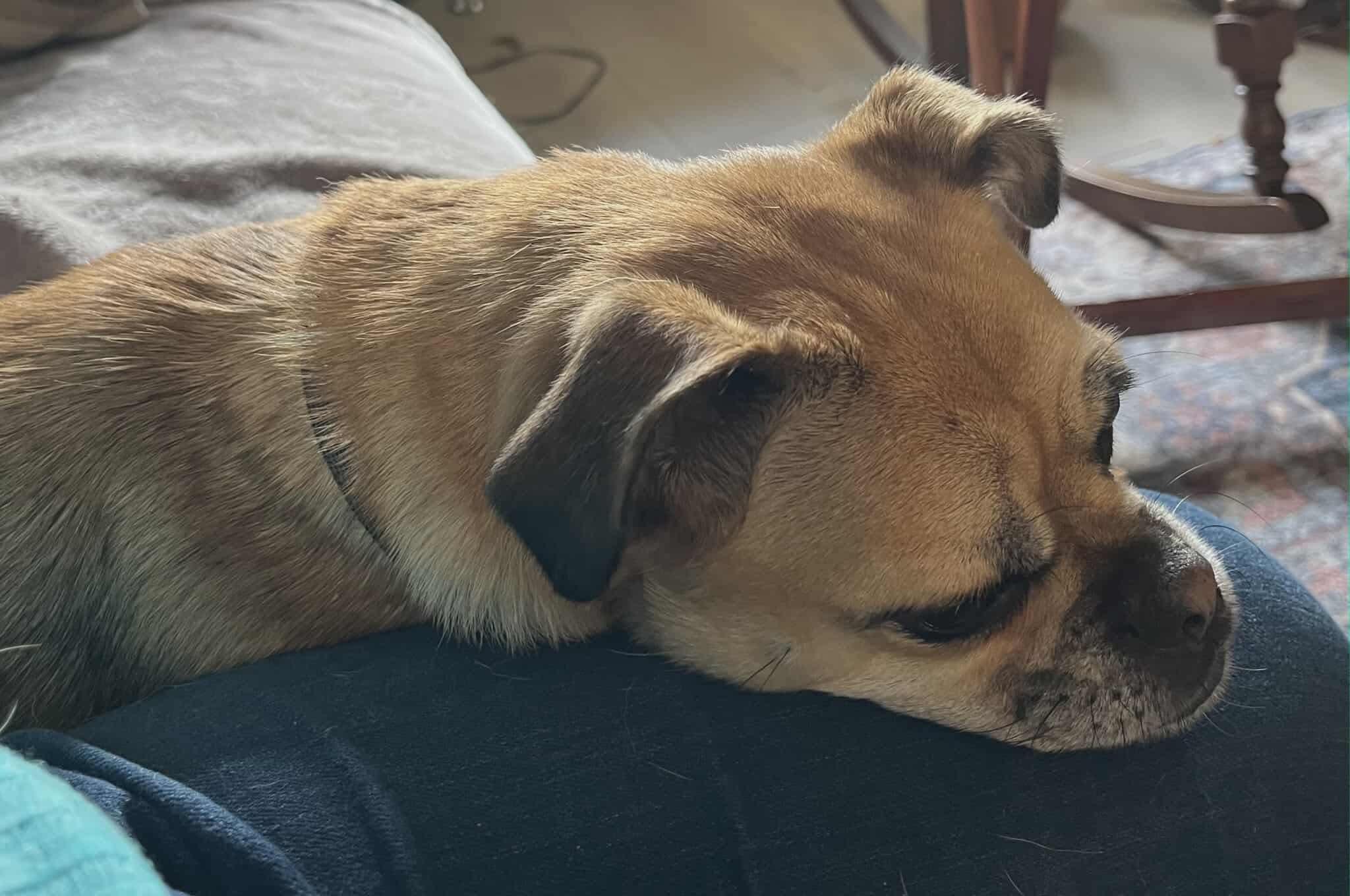 Enlarge Daisy #2, a Adoptable mixed breed in Puyallup, WA image 4/6