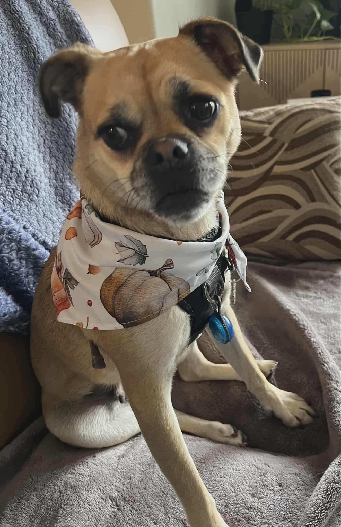 Enlarge Daisy #2, a Adoptable mixed breed in Puyallup, WA image 3/6