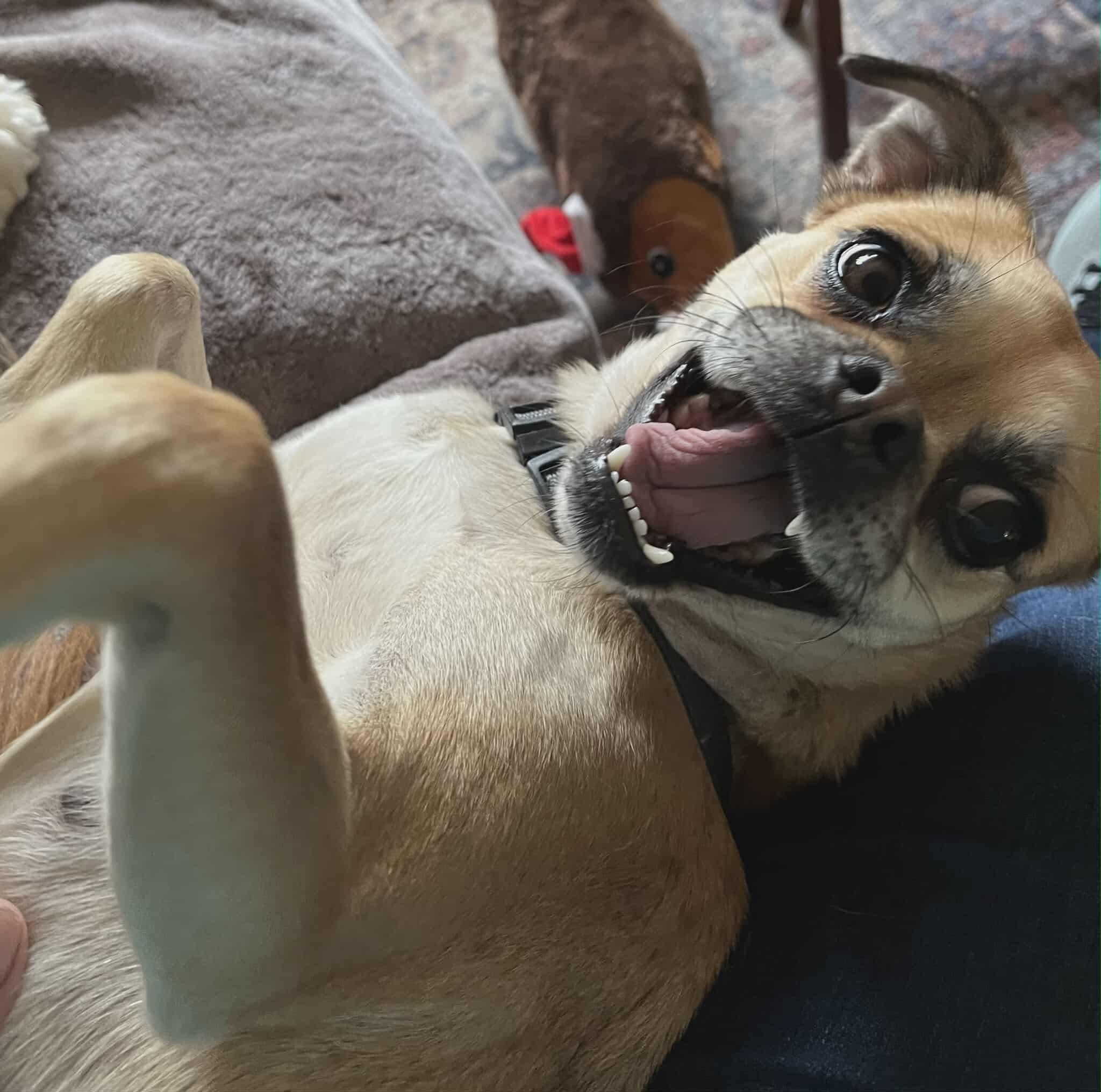 Daisy #2, Adoptable, Adult Female Pug.