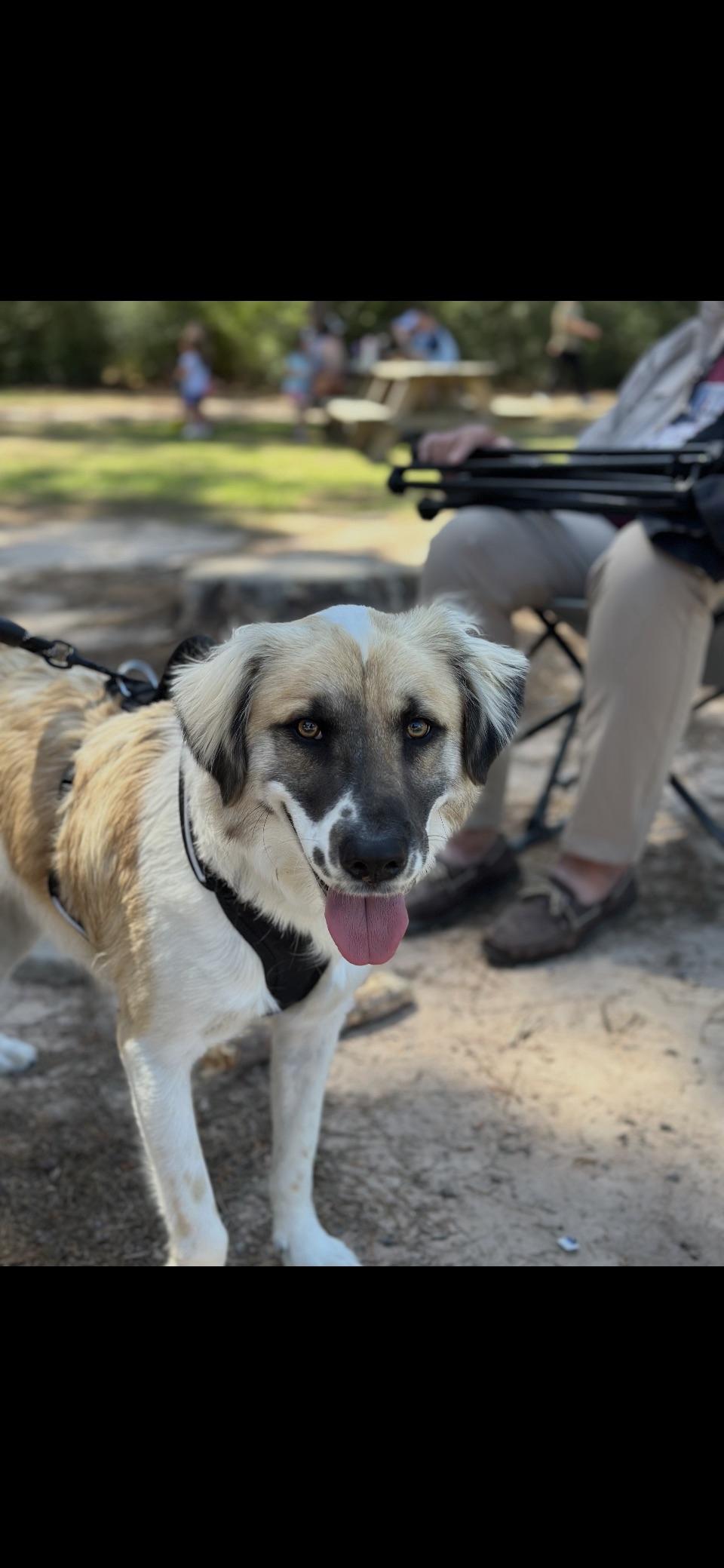 Oscar HTX, Adoptable, Young Male Great Pyrenees.