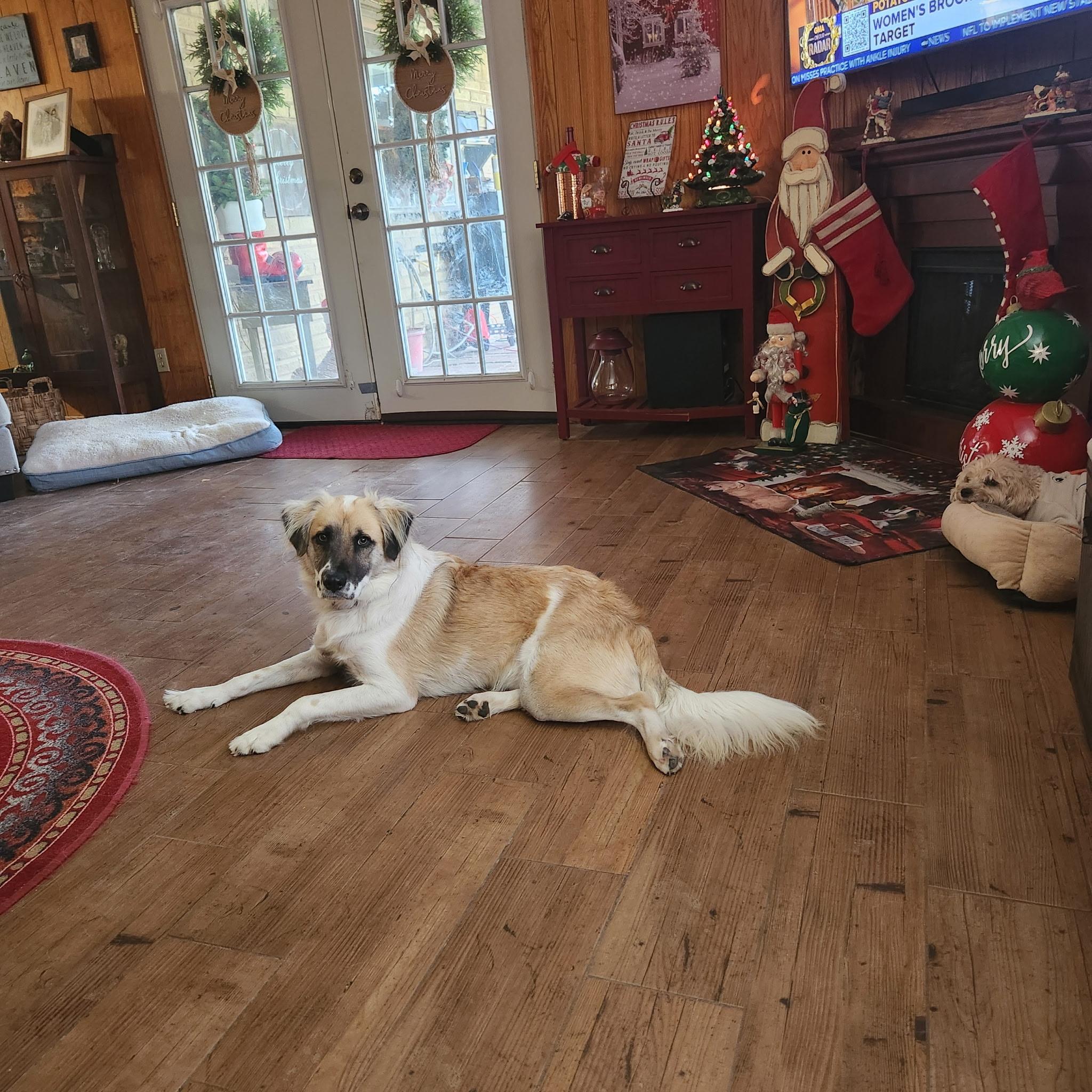 Enlarge Oscar HTX, a Adoptable Great Pyrenees in Quinlan, TX image 2/6