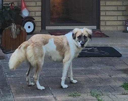 Enlarge Oscar HTX, a Adoptable Great Pyrenees in Quinlan, TX image 3/6