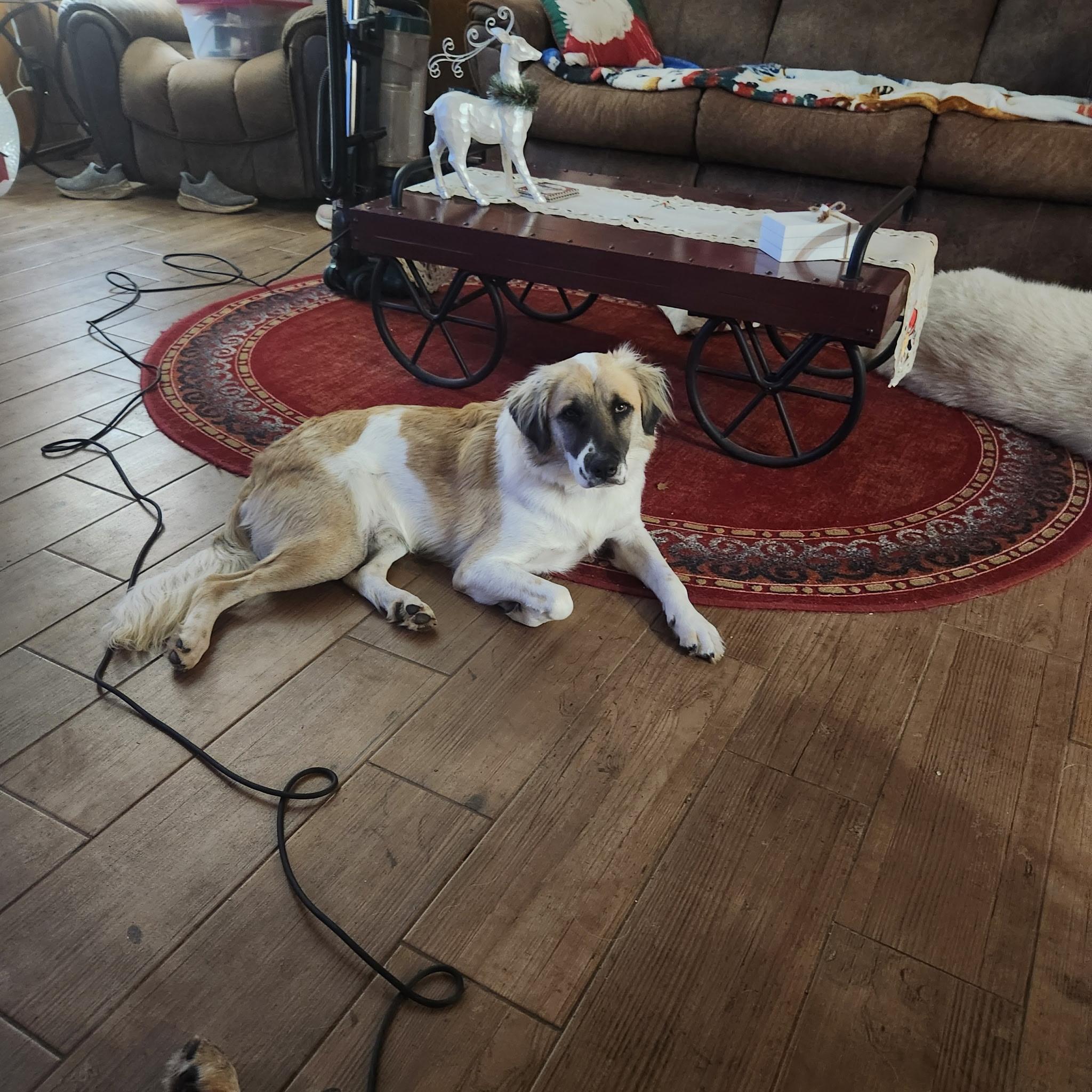 Enlarge Oscar HTX, a Adoptable Great Pyrenees in Quinlan, TX image 4/6