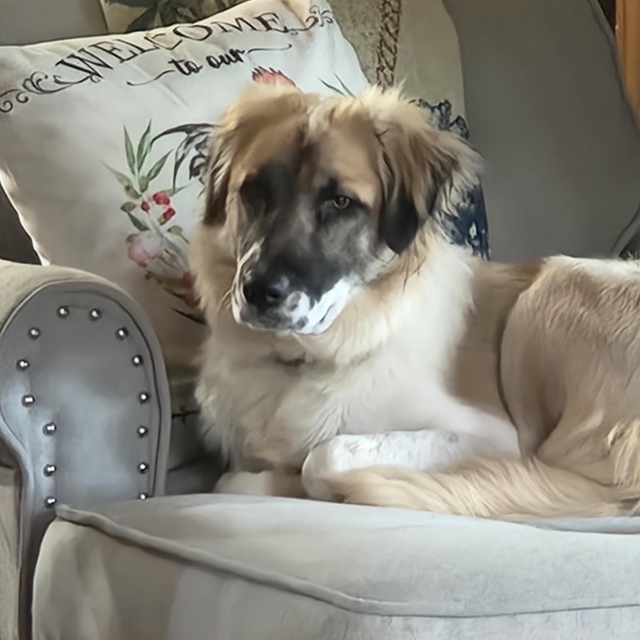 Enlarge Oscar HTX, a Adoptable Great Pyrenees in Quinlan, TX image 6/6