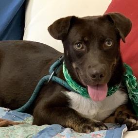 Enlarge Mocha, a Adoptable mixed breed in Tyler, TX image 1/3