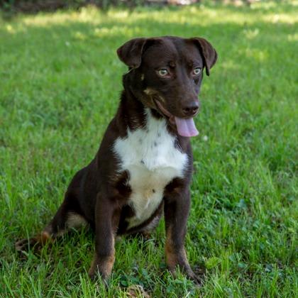 Enlarge Mocha, a Adoptable mixed breed in Tyler, TX image 2/3