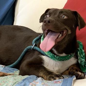 Enlarge Mocha, a Adoptable mixed breed in Tyler, TX image 3/3