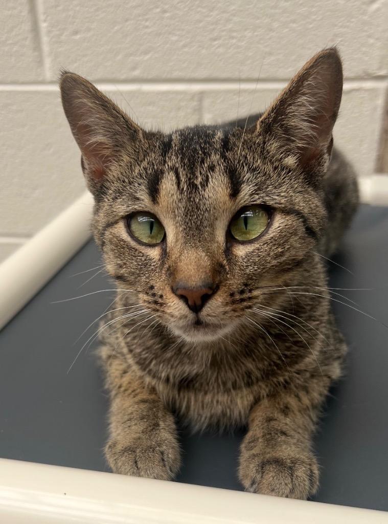 Ivy / AC 27743, Adoptable, Kitten Female Domestic Short Hair.