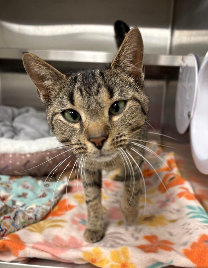 Ivy / AC 27743, Adoptable, Kitten Female Domestic Short Hair.