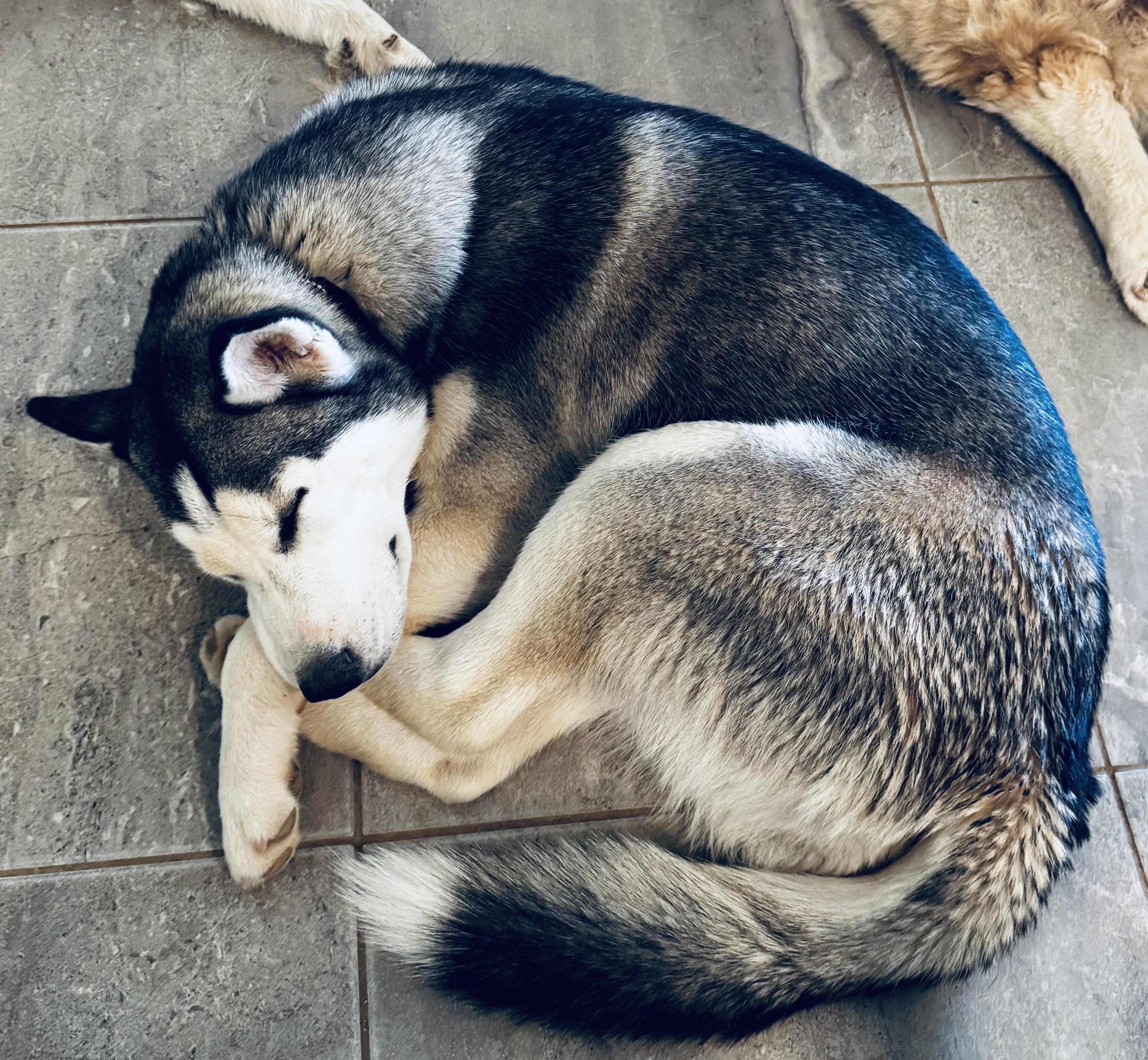 NALA, Adopted, Puppy Female Siberian Husky.