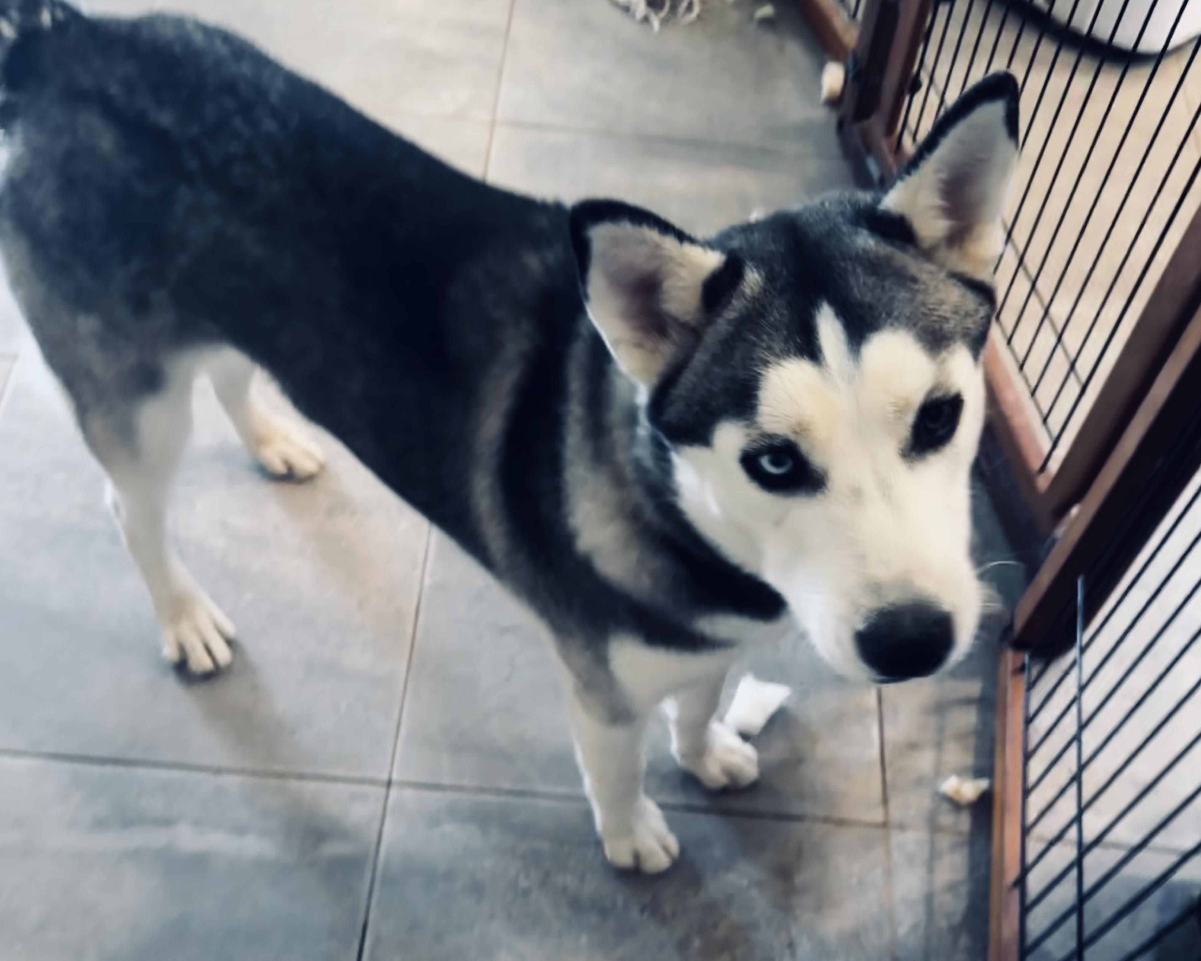 Enlarge NALA, a Adopted Siberian Husky in Yucca Valley, CA image 2/3