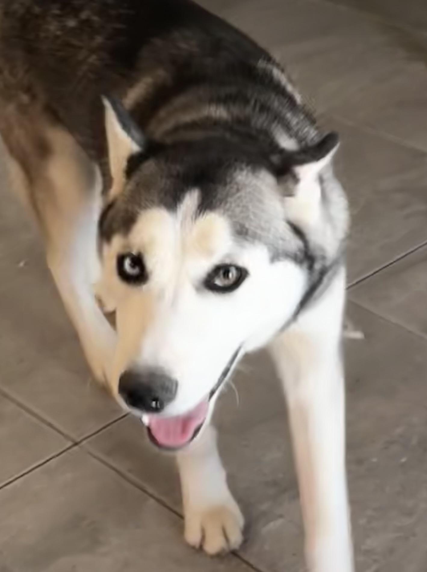 Enlarge NALA, a Adopted Siberian Husky in Yucca Valley, CA image 3/3