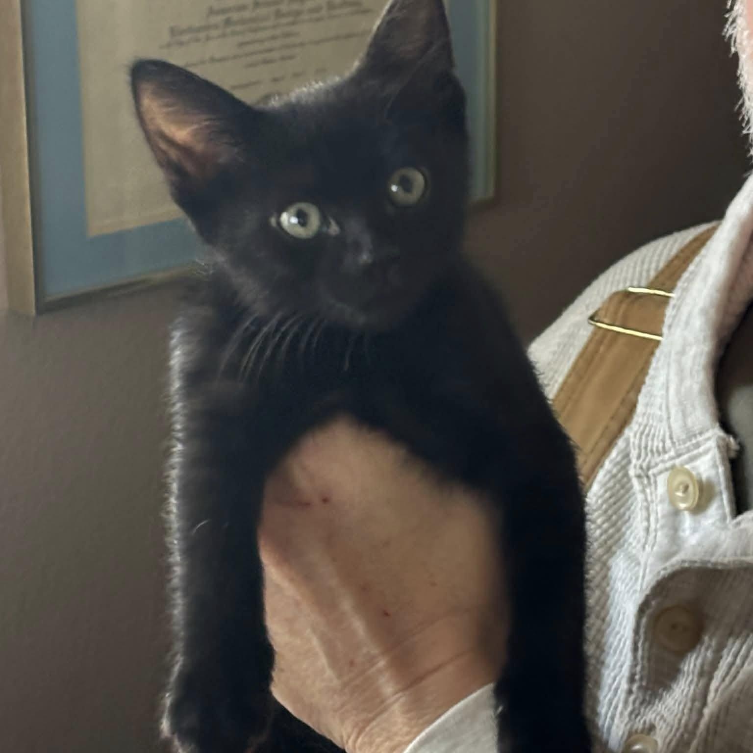 McLovin, a ADOPTABLE Domestic Short Hair in Tracy, CA image 1/3