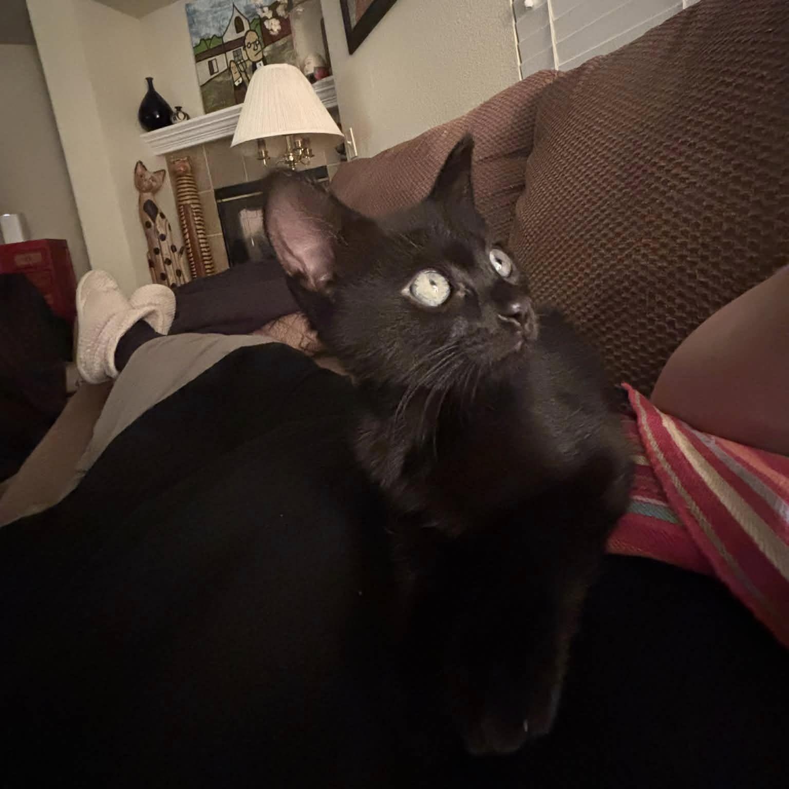 McLovin, ADOPTABLE, Kitten Female Domestic Short Hair.