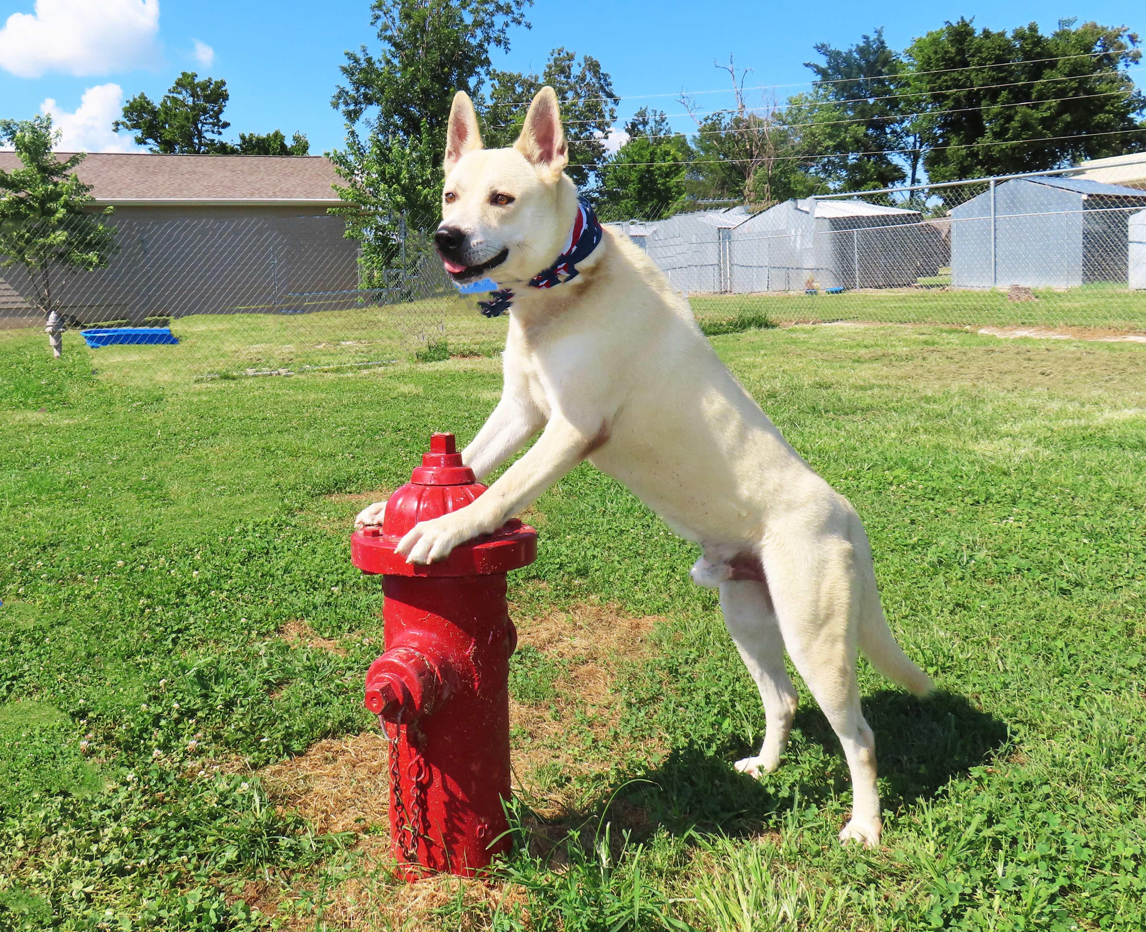 Enlarge Sir Beckham 26C-104, a ADOPTABLE mixed breed in Rogers, AR image 2/5
